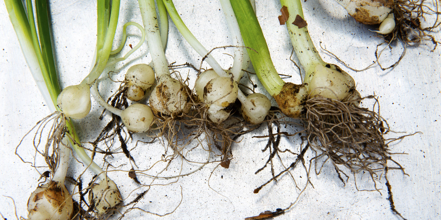 Unlock Spring Flavors: March Fruits, Veggies & Seasonal Recipes